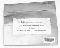 Nummularia commixta image